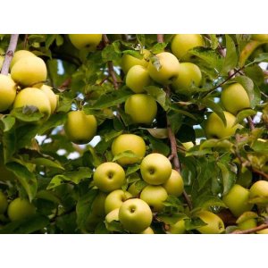 Jabloň domáca (Malus domestica) ´GOLDEN DELICIOUS´ - zimná, výška 120-150 cm, voľnokorenná